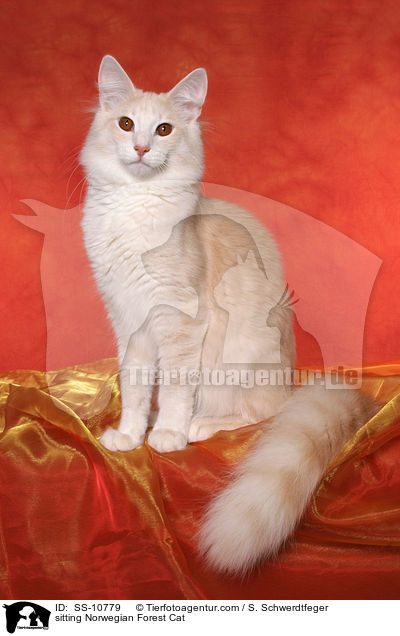 sitzende Norwegische Waldkatze / sitting Norwegian Forest Cat / SS-10779