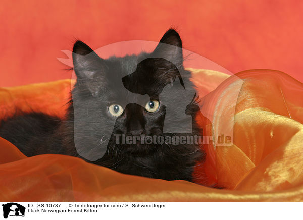 black Norwegian Forest Kitten / SS-10787