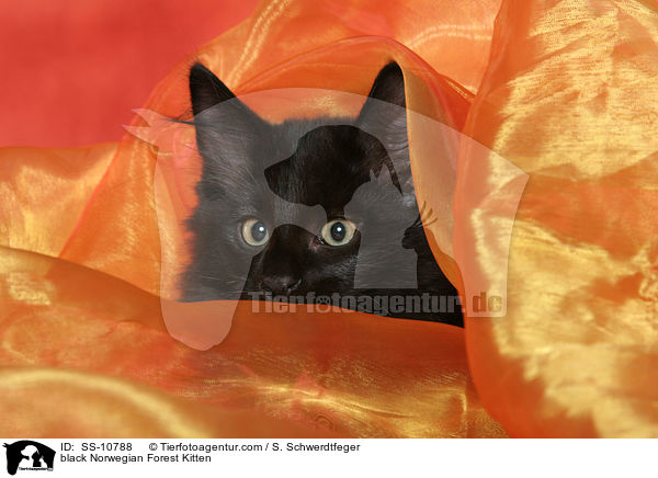 schwarzes Norwegisches Waldkatze Ktzchen / black Norwegian Forest Kitten / SS-10788