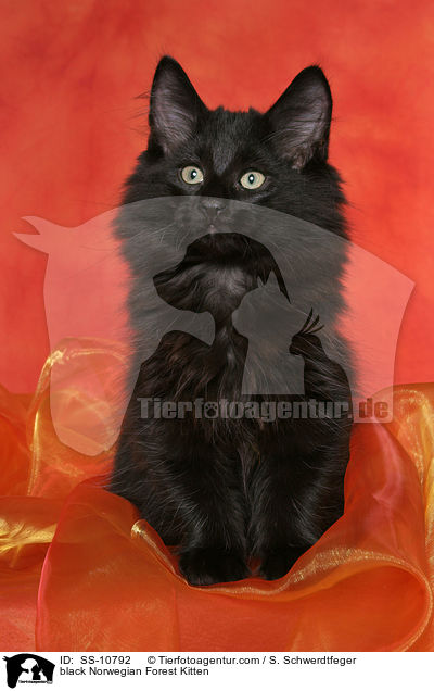 black Norwegian Forest Kitten / SS-10792
