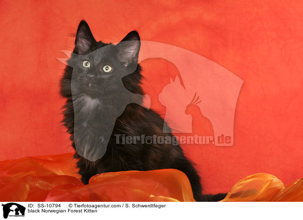 black Norwegian Forest Kitten / SS-10794