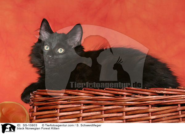 schwarzes Norwegisches Waldkatze Ktzchen / black Norwegian Forest Kitten / SS-10803