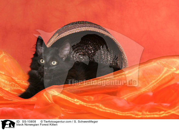 schwarzes Norwegisches Waldkatze Ktzchen / black Norwegian Forest Kitten / SS-10808