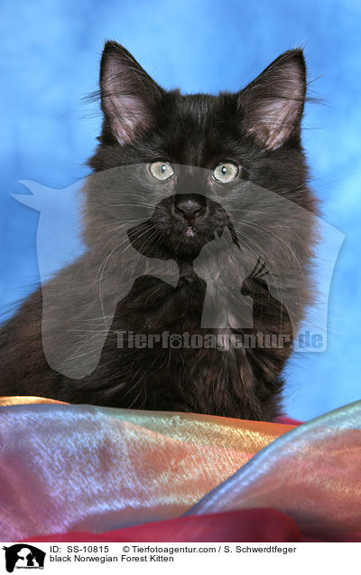 schwarzes Norwegisches Waldkatze Ktzchen / black Norwegian Forest Kitten / SS-10815