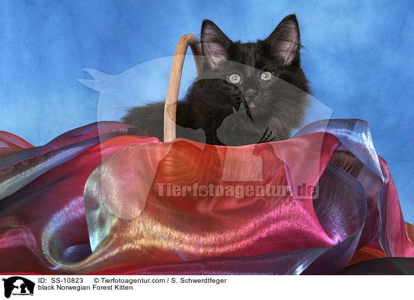 schwarzes Norwegisches Waldkatze Ktzchen / black Norwegian Forest Kitten / SS-10823