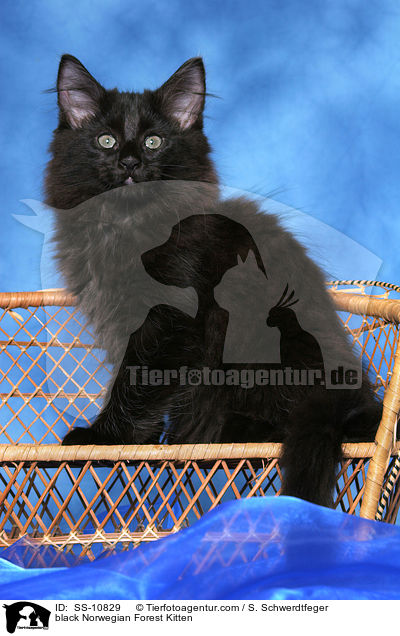 schwarzes Norwegisches Waldkatze Ktzchen / black Norwegian Forest Kitten / SS-10829