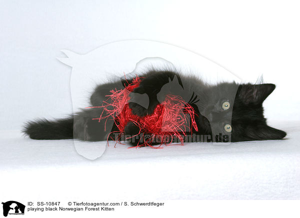 playing black Norwegian Forest Kitten / SS-10847