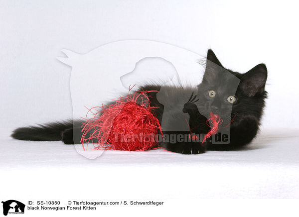 black Norwegian Forest Kitten / SS-10850