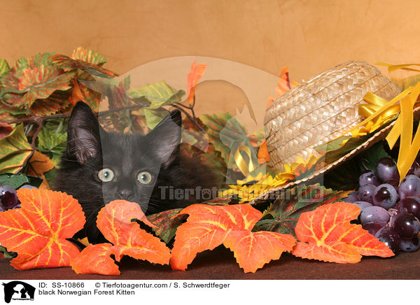 schwarzes Norwegisches Waldkatze Ktzchen / black Norwegian Forest Kitten / SS-10866