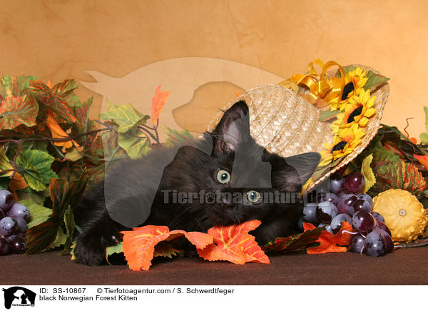 schwarzes Norwegisches Waldkatze Ktzchen / black Norwegian Forest Kitten / SS-10867