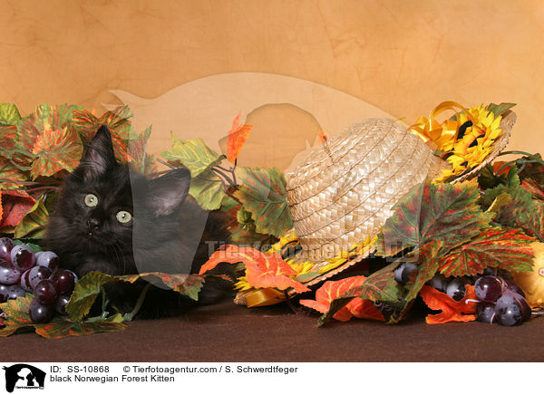 schwarzes Norwegisches Waldkatze Ktzchen / black Norwegian Forest Kitten / SS-10868