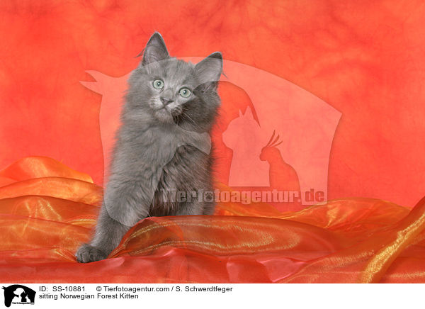 sitzendes Norwegisches Waldkatze Ktzchen / sitting Norwegian Forest Kitten / SS-10881