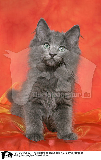 sitzendes Norwegisches Waldkatze Ktzchen / sitting Norwegian Forest Kitten / SS-10882