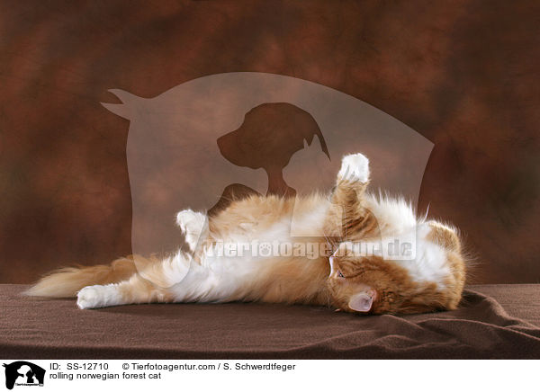 Norwegische Waldkatze wlzt sich / rolling norwegian forest cat / SS-12710