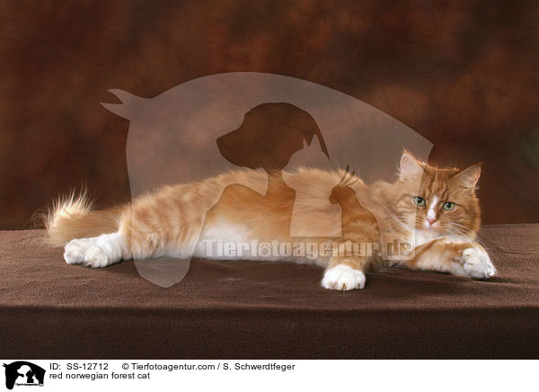 rot getigerte Norwegische Waldkatze / red norwegian forest cat / SS-12712