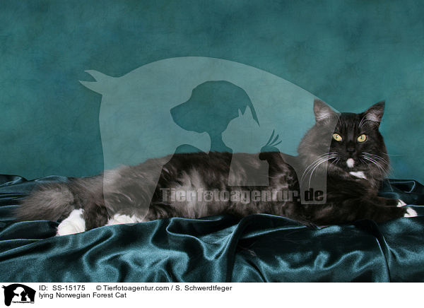 liegende Norwegischer Waldkatze / lying Norwegian Forest Cat / SS-15175