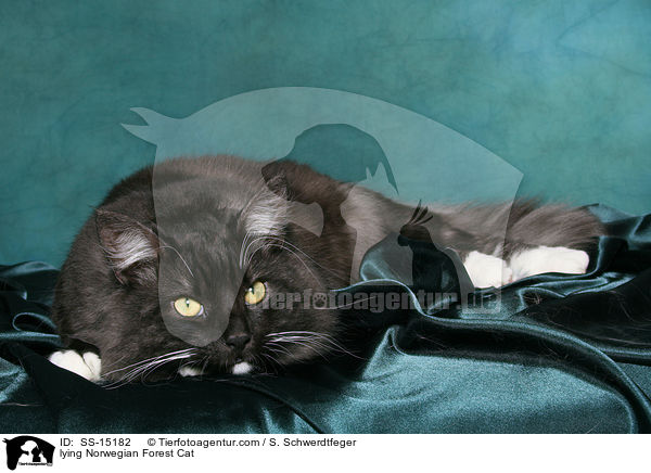 liegender Norwegischer Waldkatze Kater / lying Norwegian Forest Cat / SS-15182