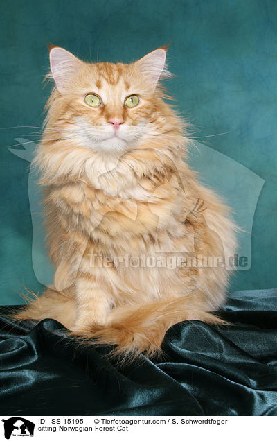 sitzender Norwegischer Waldkatze Kater / sitting Norwegian Forest Cat / SS-15195