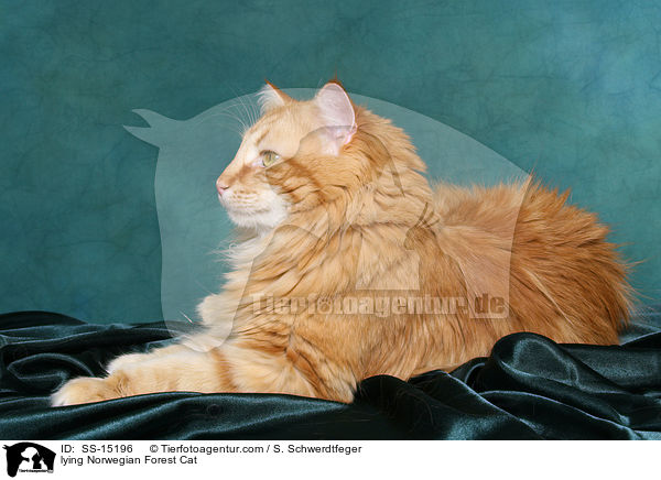 liegender Norwegischer Waldkatze Kater / lying Norwegian Forest Cat / SS-15196