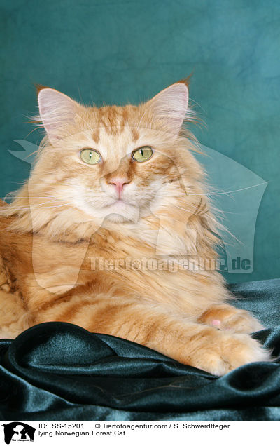 liegender Norwegischer Waldkatze Kater / lying Norwegian Forest Cat / SS-15201