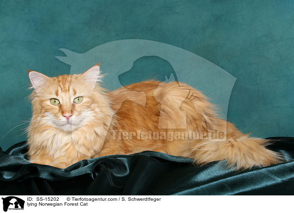 liegender Norwegische Waldkatze Kater / lying Norwegian Forest Cat / SS-15202