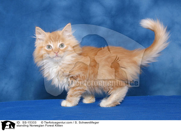 stehendes Norwegisches Waldkatze Ktzchen / standing Norwegian Forest Kitten / SS-15333