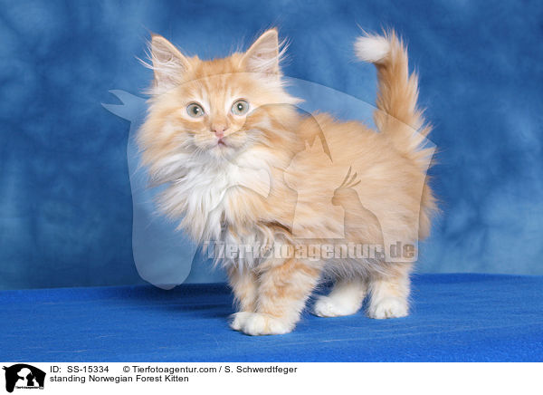 stehendes Norwegisches Waldkatze Ktzchen / standing Norwegian Forest Kitten / SS-15334