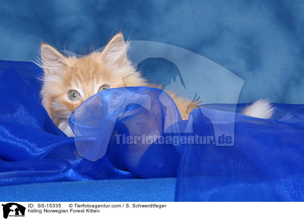 Norwegisches Waldkatze Ktzchen versteckt sich / hiding Norwegian Forest Kitten / SS-15335