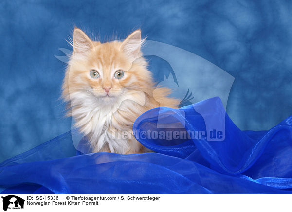 Norwegisches Waldkatze Ktzchen Portrait / Norwegian Forest Kitten Portrait / SS-15336