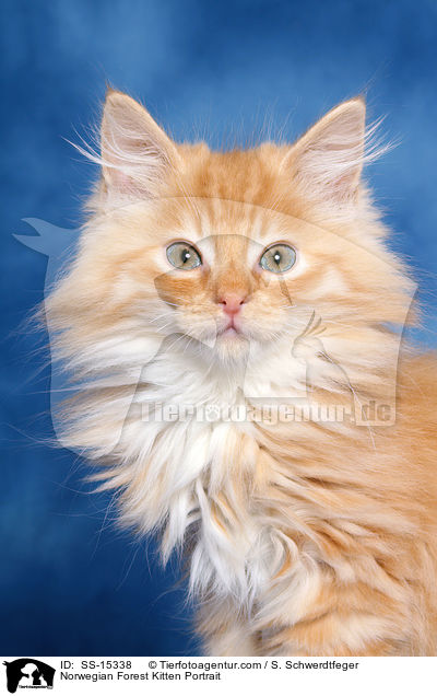 Norwegisches Waldkatze Ktzchen Portrait / Norwegian Forest Kitten Portrait / SS-15338