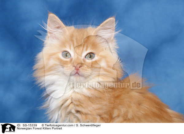 Norwegisches Waldkatze Ktzchen Portrait / Norwegian Forest Kitten Portrait / SS-15339