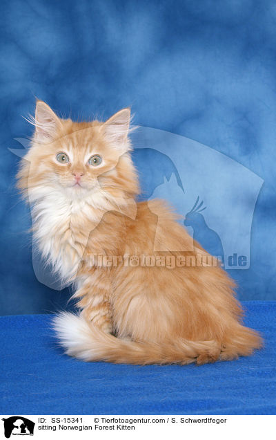 sitzendes Norwegisches Waldkatze Ktzchen / sitting Norwegian Forest Kitten / SS-15341