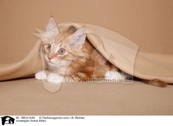 Norwegisches Waldktzchen / norwegian forest kitten / RR-21449