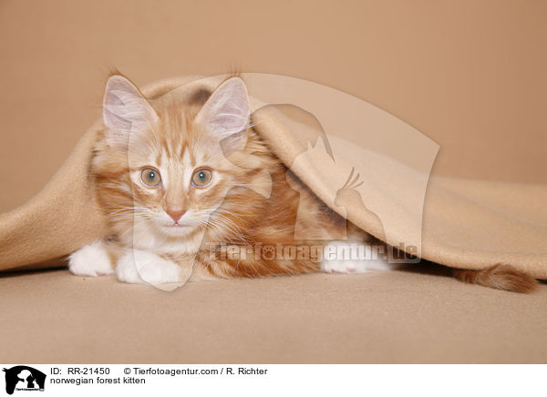 Norwegisches Waldktzchen / norwegian forest kitten / RR-21450