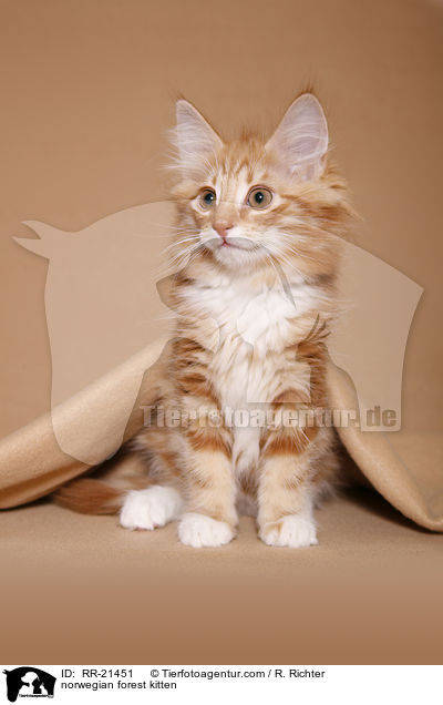Norwegisches Waldktzchen / norwegian forest kitten / RR-21451