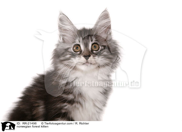 Norwegisches Waldktzchen / norwegian forest kitten / RR-21496