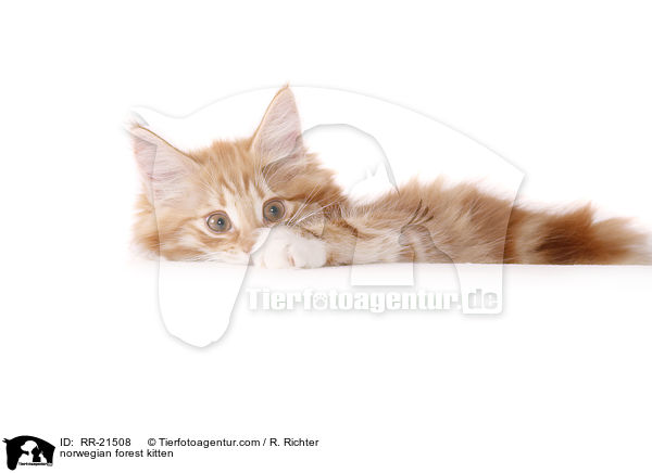 norwegian forest kitten / RR-21508