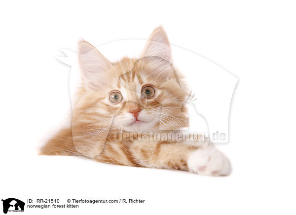 Norwegisches Waldktzchen / norwegian forest kitten / RR-21510