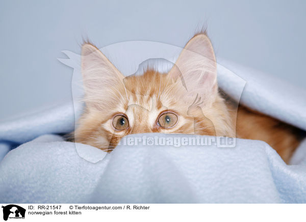 norwegian forest kitten / RR-21547