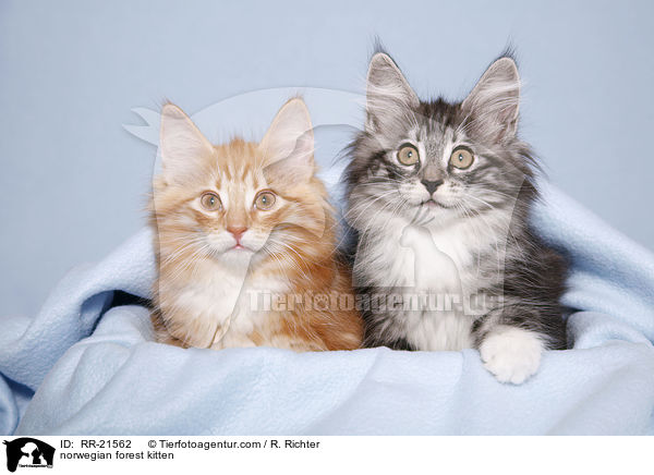 norwegian forest kitten / RR-21562