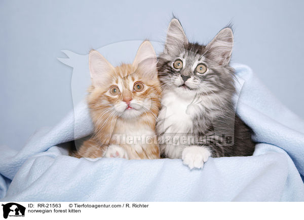 norwegian forest kitten / RR-21563