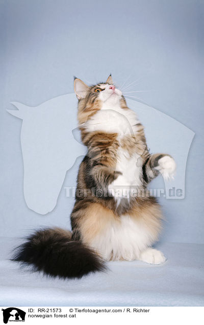 Norwegische Waldkatze / norwegian forest cat / RR-21573