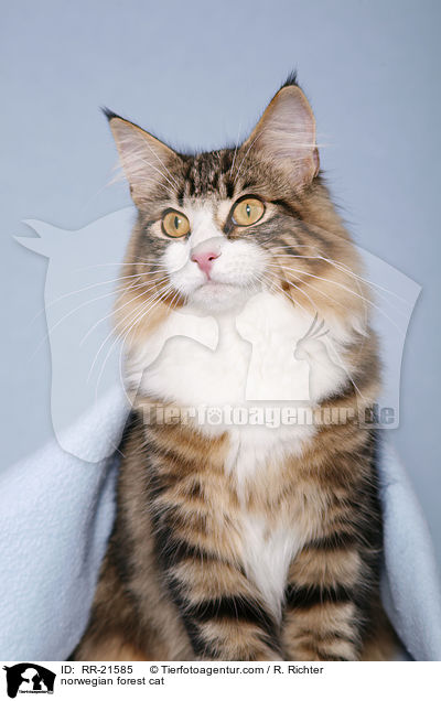 Norwegische Waldkatze / norwegian forest cat / RR-21585