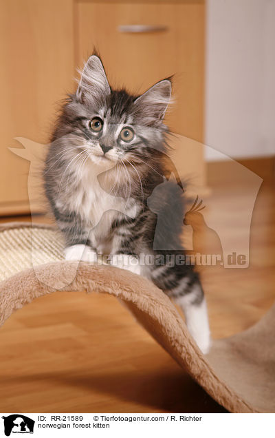 norwegian forest kitten / RR-21589