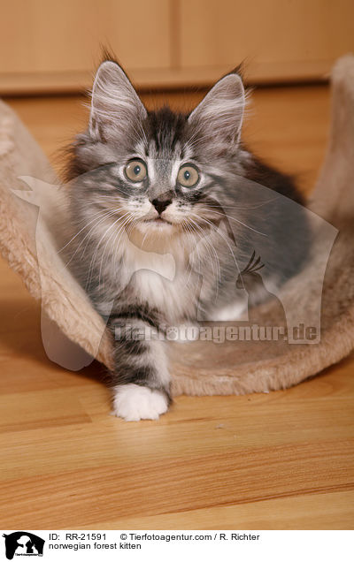 norwegian forest kitten / RR-21591
