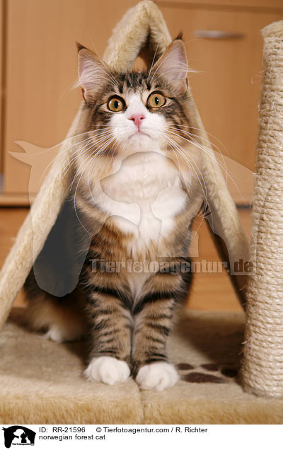 Norwegische Waldkatze / norwegian forest cat / RR-21596