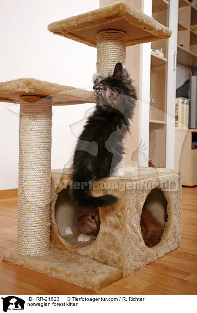 Norwegisches Waldktzchen / norwegian forest kitten / RR-21623