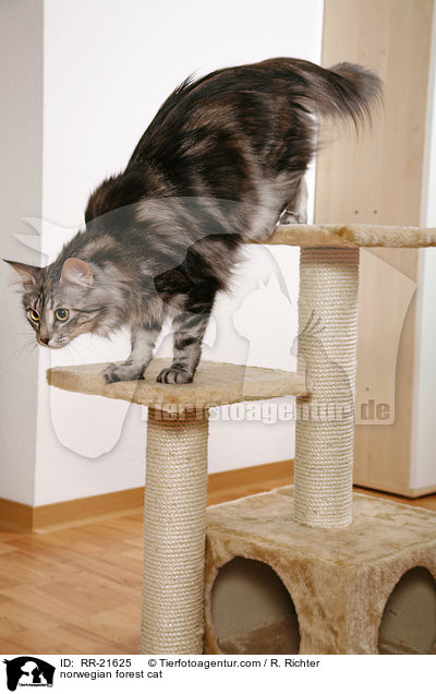 Norwegische Waldkatze / norwegian forest cat / RR-21625