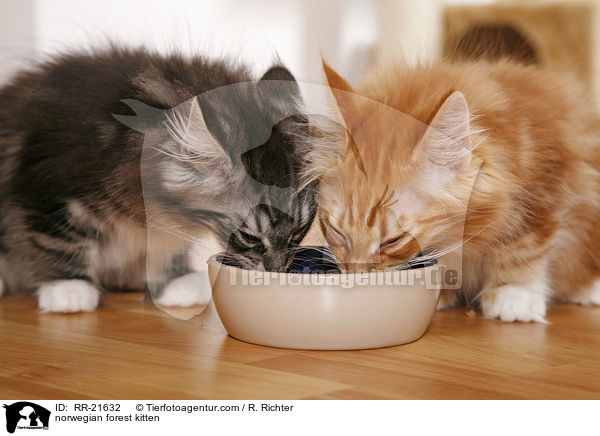 Norwegisches Waldktzchen / norwegian forest kitten / RR-21632