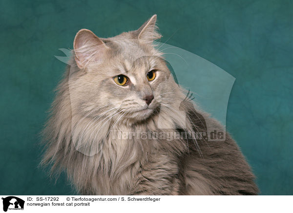 Norwegische Waldkatze Portrait / norwegian forest cat portrait / SS-17292